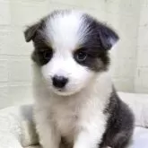 ボーダーコリー