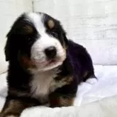 バーニーズ・マウンテン・ドッグ