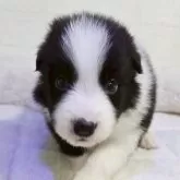 ボーダーコリー