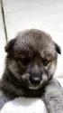 柴犬(標準サイズ)【新潟県・男の子・2025年6月18日・赤】の写真4