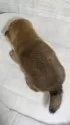 柴犬(標準サイズ)【新潟県・女の子・2025年9月8日・赤】の写真8