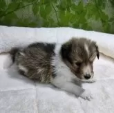 シェットランドシープドッグ【新潟県・女の子・2024年7月30日・セーブル】の写真2