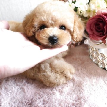 トイプードル(トイ)【茨城県・女の子・2025年3月4日・クリーム】の写真「誰もが振り向くかわいさです💕」