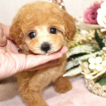 トイプードル(タイニー)【茨城県・女の子・2025年7月15日・アプリコット】の写真「おしとやか美人💕」