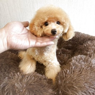ティーカッププードル【茨城県・男の子・2025年1月4日・アプリコット】の写真「めちゃくちゃかわいい男の子です💕」