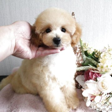 ミニチュアプードル【茨城県・男の子・2025年2月18日・アプリコット】の写真「めちゃくちゃかわいい男の子です💕」
