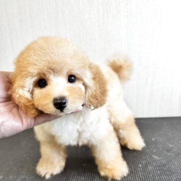 トイプードル(トイ)【茨城県・男の子・2025年5月20日・アプリコット】の写真「めちゃくちゃかわいい男の子です💕」