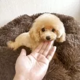 ティーカッププードル【茨城県・男の子・2025年1月4日・アプリコット】の写真3