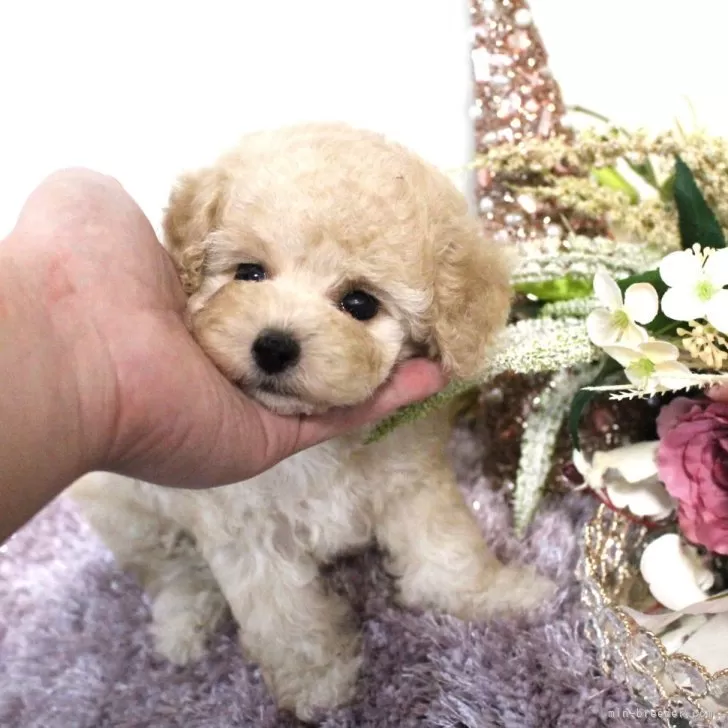 ID：2312-04109の子犬