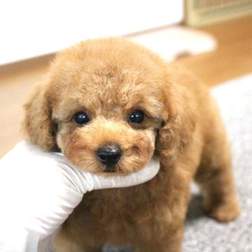 トイプードル(トイ)【茨城県・女の子・2024年5月1日・アプリコット】の写真「誰もが振り向くかわいさです💕」