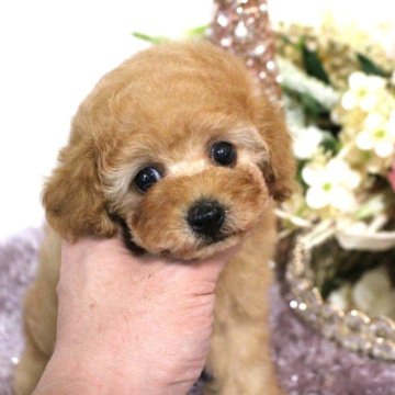 トイプードル(トイ)【茨城県・男の子・2023年10月20日・クリーム】の写真「可愛すぎて💕ため息出ます💕」