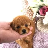 トイプードル(トイ)【茨城県・女の子・2024年1月16日・アプリコット】の写真1