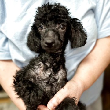 トイプードル(トイ)【岐阜県・男の子・2025年7月13日・ブラック】の写真「人懐っこくて暴れん坊です。」