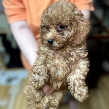 トイプードル(トイ)【岐阜県・女の子・2025年9月10日・レッド】の写真「好奇心旺盛でいろんなものを見ます。」