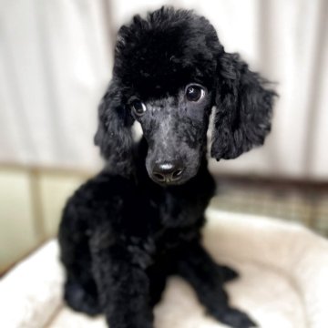 トイプードル(トイ)【岐阜県・男の子・2025年7月13日・ブラック】の写真「やんちゃで元気いっぱいです。」