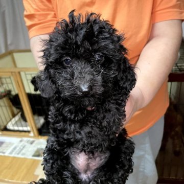 トイプードル(トイ)【岐阜県・女の子・2025年9月10日・ブラック】の写真「少し控えめの女の子です。」