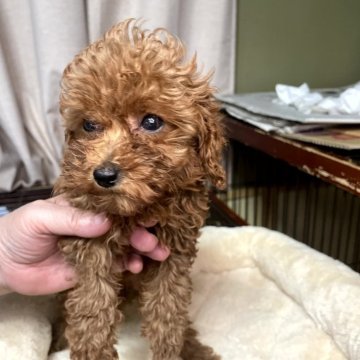 トイプードル(トイ)【岐阜県・女の子・2025年9月20日・レッド】の写真「遊ぶのが大好きでお母さんっ子です。」