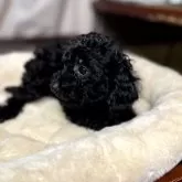 トイプードル(トイ)【岐阜県・女の子・2025年9月10日・ブラック】の写真4「寝ているときの様子。」