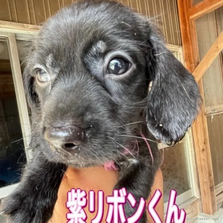 ID：2309-02825の子犬