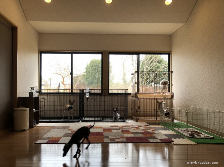 鈴木　武明(すずき　たけあき)ブリーダー(千葉県・イタリアングレーハウンドなど・JKC登録)の紹介写真2