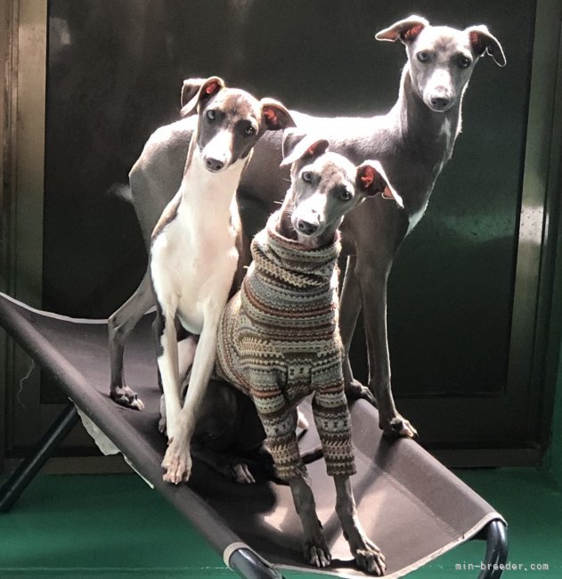 皆んな仲良しなお母さん犬達です。｜鈴木　武明(すずき　たけあき)ブリーダー(千葉県・イタリアングレーハウンドなど・JKC登録)の紹介写真6