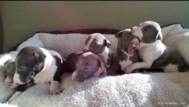 2023年12月1日誕生｜鈴木　武明(すずき　たけあき)ブリーダー(千葉県・イタリアングレーハウンドなど・JKC登録)の紹介写真9