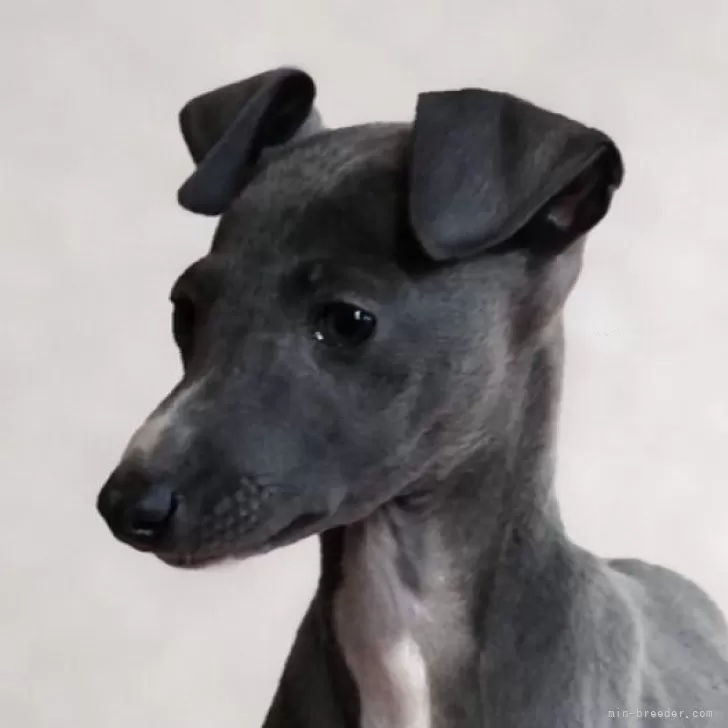 ID:2502-03565の子犬