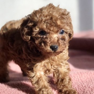 トイプードル(ティーカップ)【千葉県・女の子・2024年12月12日・レッド】の写真「【ロンちゃん】濃いめのレッド・小ぶりで元気な仔」