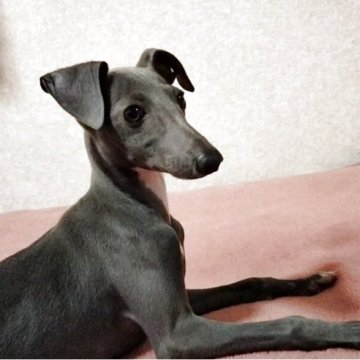 イタリアングレーハウンド【千葉県・女の子・2024年12月14日・ブルー&ホワイト】の写真「【GW限定‼︎フェアー５万円割引】サンちゃん」