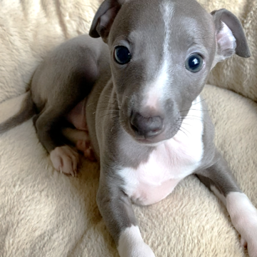 イタリアングレーハウンド【千葉県・男の子・2025年10月10日・ブルー&ホワイト】の写真「『タカくん』威厳と可愛らしさと兼ね備えた男の仔です」