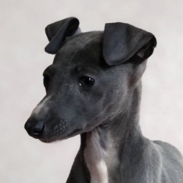 イタリアングレーハウンド【千葉県・女の子・2024年12月14日・ブルー&ホワイト】の写真「【ルンちゃん】とても甘えたがりな長女ちゃん」