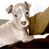 イタリアングレーハウンド【千葉県・男の子・2025年10月10日・ブルー&ホワイト】の写真1