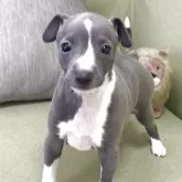 イタリアングレーハウンド【千葉県・男の子・2025年10月10日・ブルー&ホワイト】の写真4