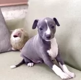 イタリアングレーハウンド【千葉県・男の子・2025年10月10日・ブルー&ホワイト】の写真5