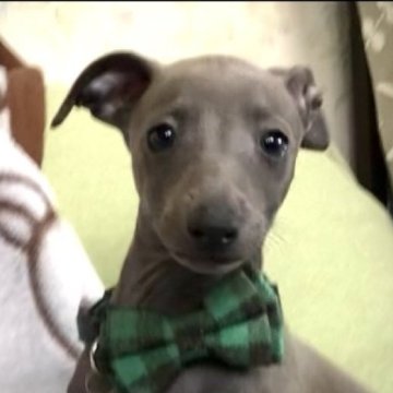 イタリアングレーハウンド【千葉県・男の子・2023年9月7日・ブルー&ホワイト】の写真「遺伝子検査３項目発症のリスクありません。」