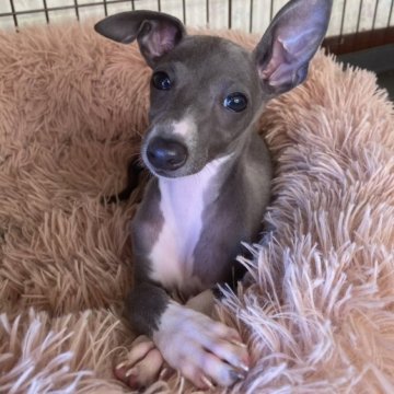 イタリアングレーハウンド【千葉県・女の子・2023年4月21日・ブルー&ホワイト】の写真「◉見学時にご予約いただいた場合1万円引き」