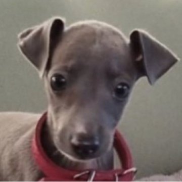 イタリアングレーハウンド【千葉県・男の子・2023年7月21日・ブルー&ホワイト】の写真「運動神経バツグンな仔です。」