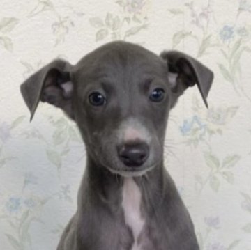 イタリアングレーハウンド【千葉県・男の子・2023年2月5日・ブルー&ホワイト】の写真「スニーカーを履いている様なイケメンな男の仔です。」