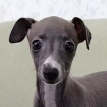 イタリアングレーハウンド【千葉県・女の子・2024年7月12日・ブルーホワイトマーキング】の写真「遺伝子検査３項目発症のリクスなしです。」