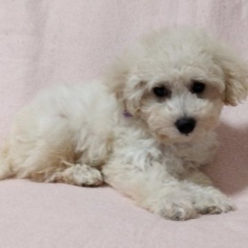 トイプードル(トイ)【千葉県・女の子・2023年6月15日・ホワイト】の写真「キリッとした男の仔です。」