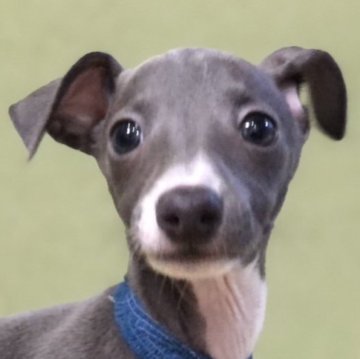 イタリアングレーハウンド【千葉県・男の子・2024年5月24日・ブルー&ホワイト】の写真「『ルリくん』威厳と可愛らしさと兼ね備えた男の仔です」