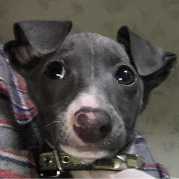 イタリアングレーハウンド【千葉県・男の子・2023年12月8日・ブルー&ホワイト】の写真「【オルマくん】遺伝子検査３項目発症のリクスなし」