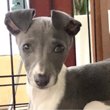 イタリアングレーハウンド【千葉県・女の子・2023年12月1日・ブルー&ホワイト】の写真「【ジェラートちゃん】遺伝子発症のリスクなし」