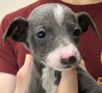 イタリアングレーハウンド【千葉県・女の子・2022年2月17日・ブルー&ホワイト】の写真「クリクリお目々の女の子」