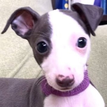 イタリアングレーハウンド【千葉県・女の子・2024年5月17日・ブルー&ホワイト】の写真「【シキブちゃん】遺伝子検査３項目発症のリクスなし」