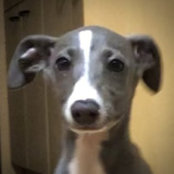 イタリアングレーハウンド【千葉県・男の子・2023年2月5日・ブルー&ホワイト】の写真「ハイソックスを履いている様なイケメンな男の仔です。」