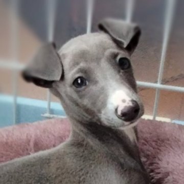 イタリアングレーハウンド【千葉県・男の子・2023年12月1日・ブルー&ホワイト】の写真「【ミッキーくん】遺伝子検査３項目発症のリクスなし」