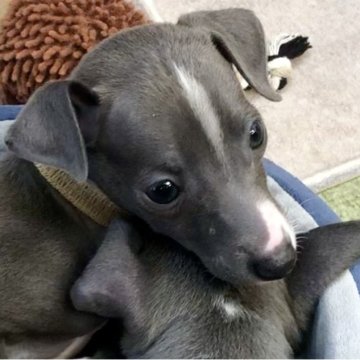 イタリアングレーハウンド【千葉県・男の子・2024年1月23日・ブルー&ホワイト】の写真「【ブラウンくん】遺伝子検査３項目発症のリクスなし」