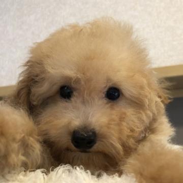 トイプードル(トイ)【千葉県・男の子・2022年4月11日・クリーム】の写真「お目々がまん丸のとても可愛い仔です」