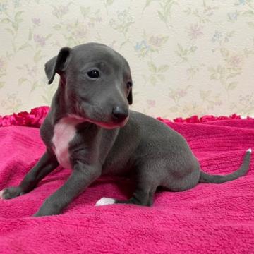 イタリアングレーハウンド【千葉県・女の子・2022年11月1日・ブルー&ホワイト】の写真「お茶目で貴賓漂う女の仔です」